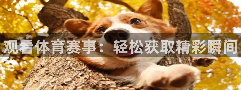观看体育赛事：轻松获取精彩瞬间
